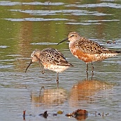 Curlew Sandpiper  "Calidris ferruginea"